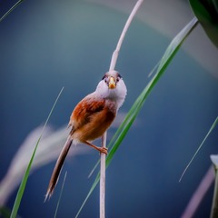 _MG_8862-11