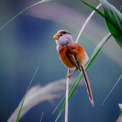 _MG_8915-16