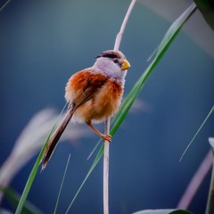 _MG_8852-7