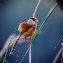 _MG_8851-6