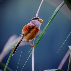 _MG_8854-9