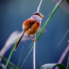 _MG_8853-8