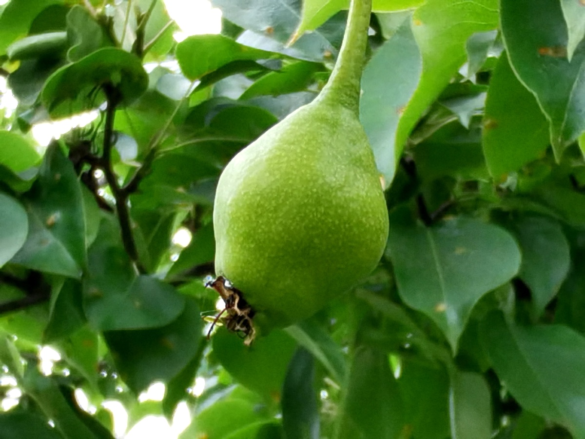 时间过得真快啊感觉梨花落了没几天梨子都这般大了