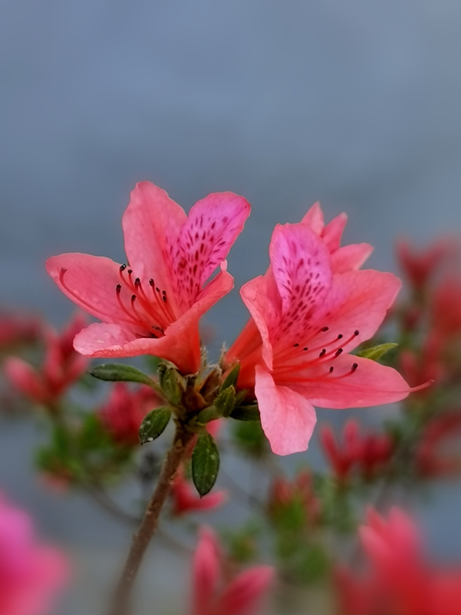 杜鹃花又名映山红如喷雾的晚霞映红了天边