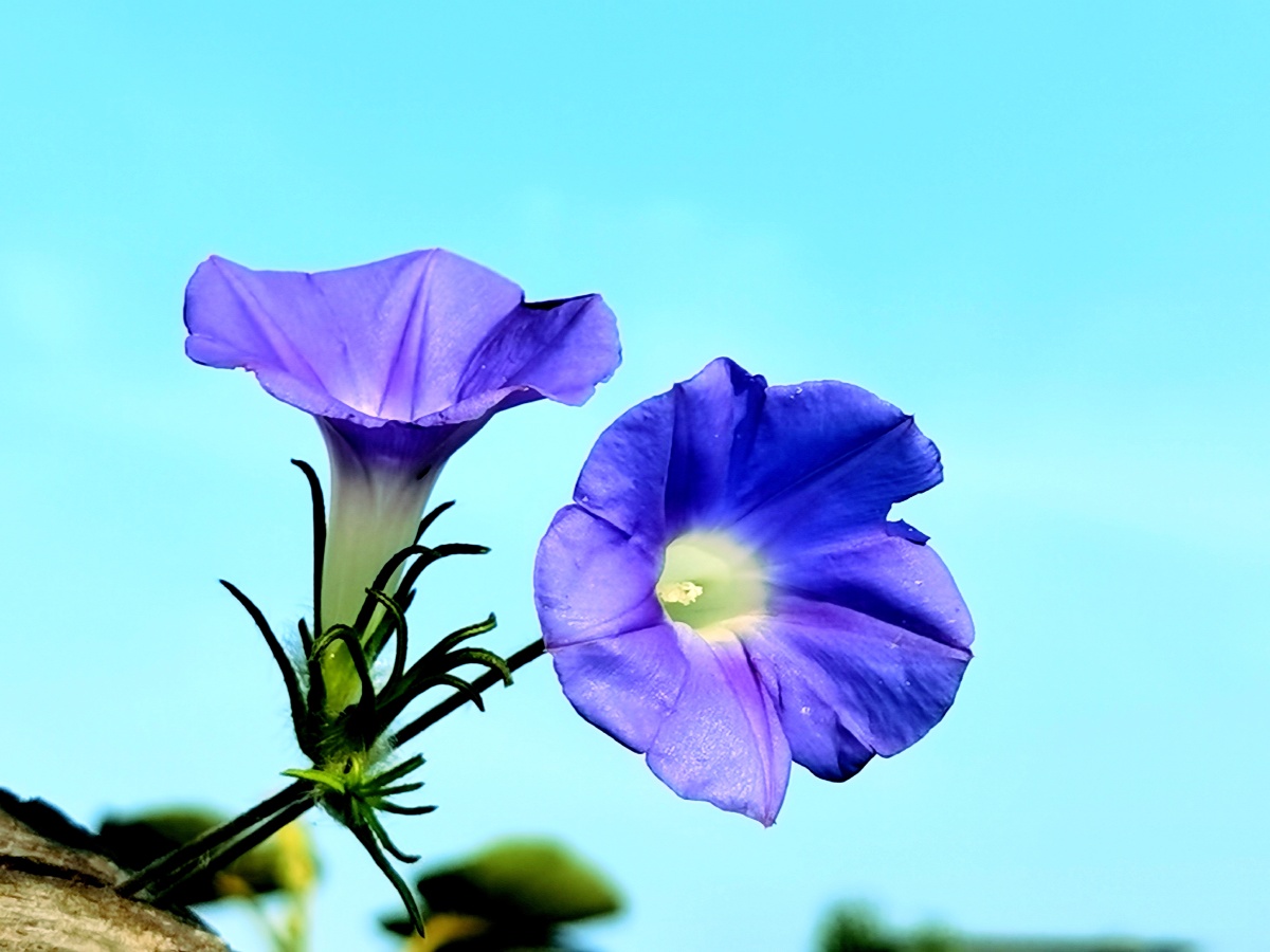 蓝紫色牵牛更具魅力的花