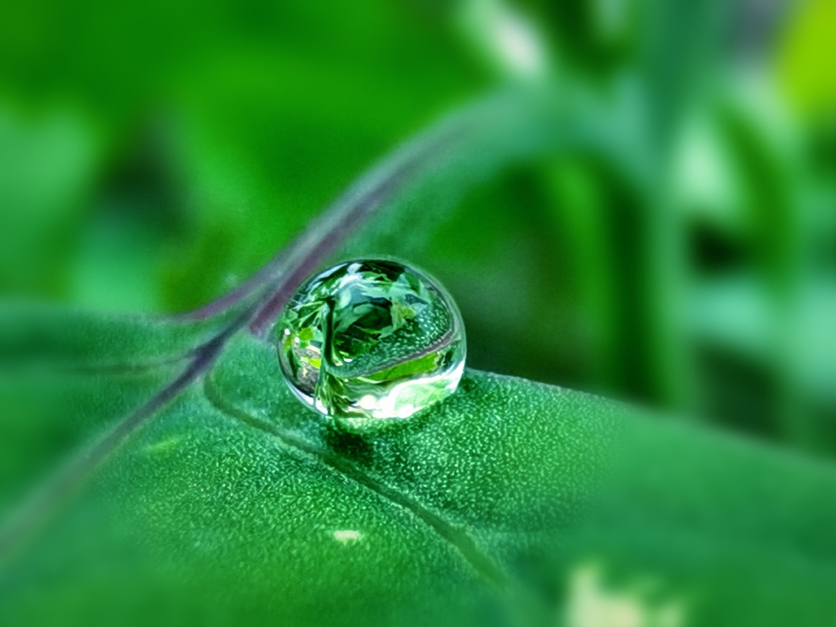 分享一组雨后的水珠和清晨的露珠晶莹剔透友友们是否喜欢为了拍它们让