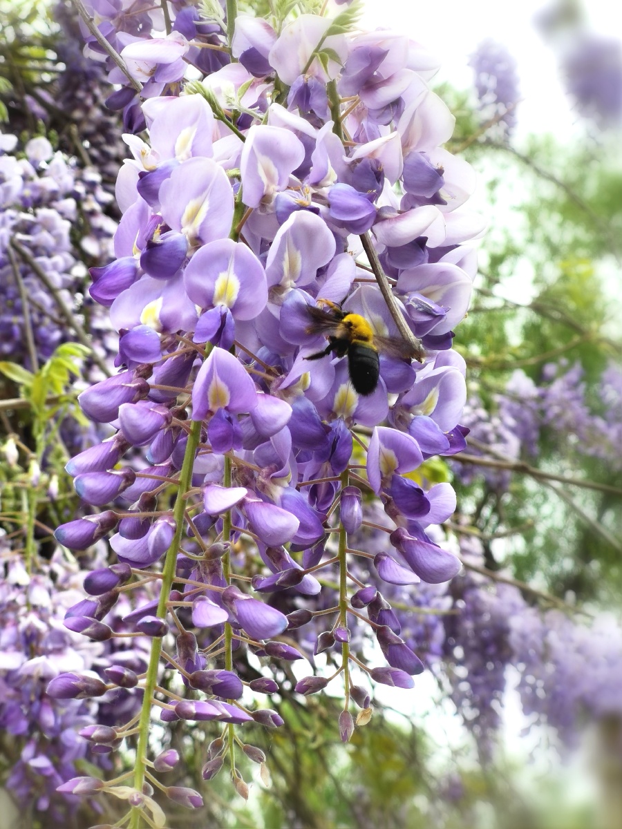 来组紫藤吧 拍它时天阴沉着脸 一直觉得花不够靓眼…… 原来紫藤的