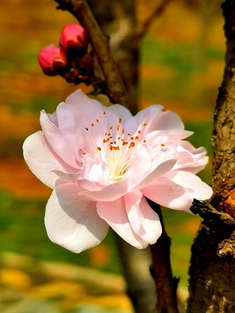 美梅花开这种粉粉嫩嫩的美人梅颜色虽不娇艳却很清新给人一种平静无争
