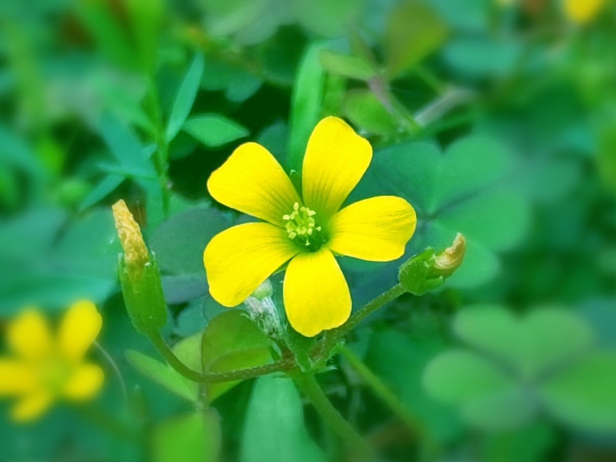 野外小花也绚烂