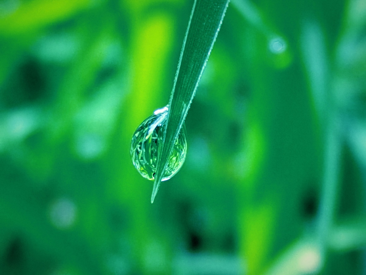 分享一组雨后的水珠和清晨的露珠晶莹剔透友友们是否喜欢为了拍它们让