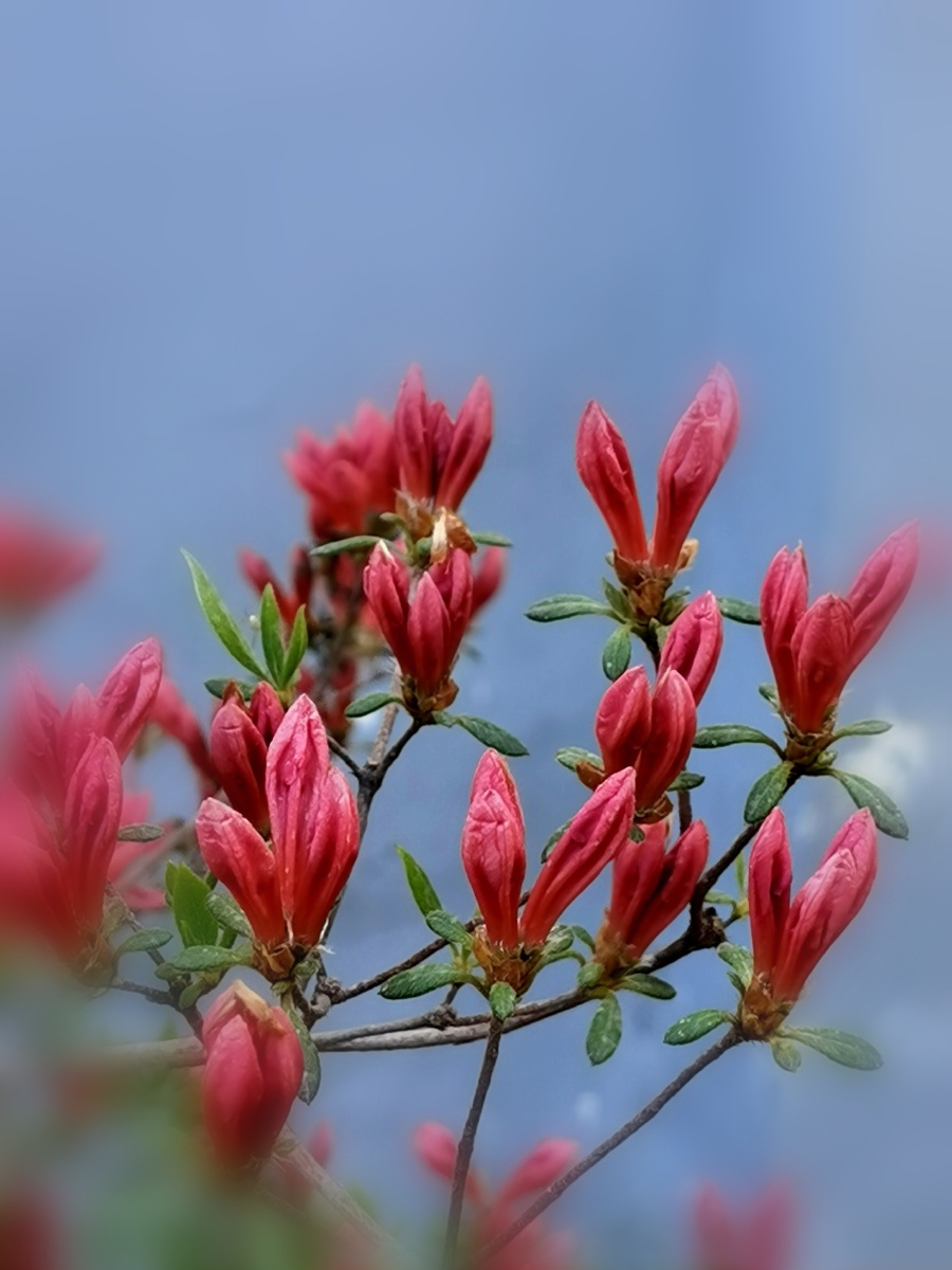 杜鹃花又名映山红如喷雾的晚霞映红了天边