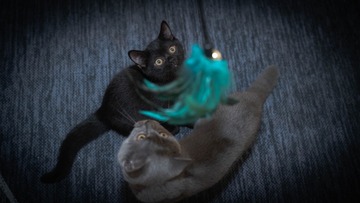 29560