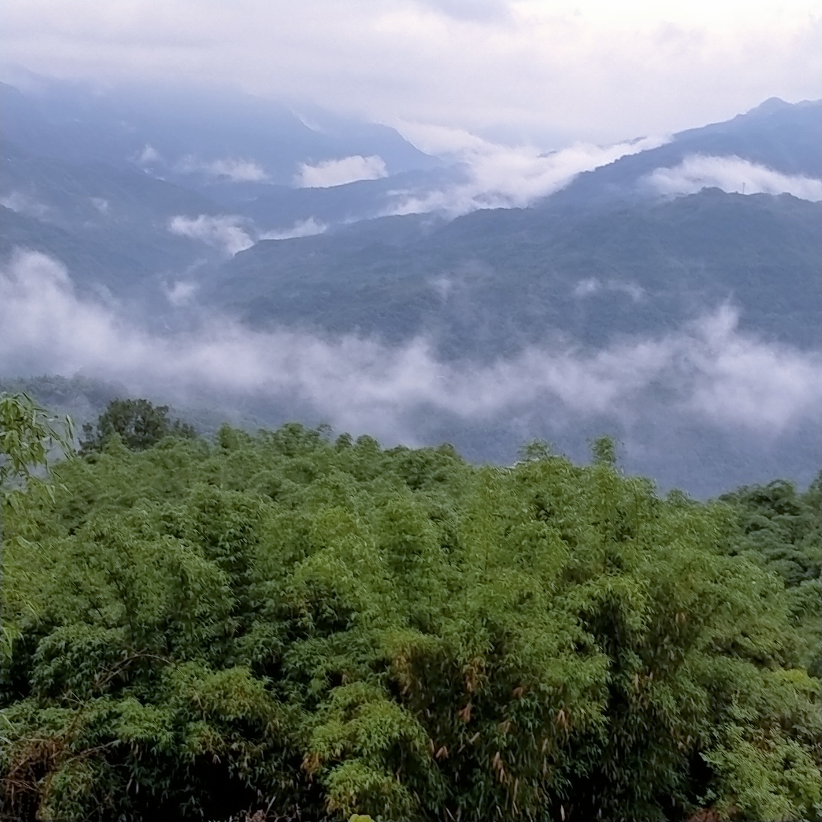 贵州赤水望云峰云海风景美如画
