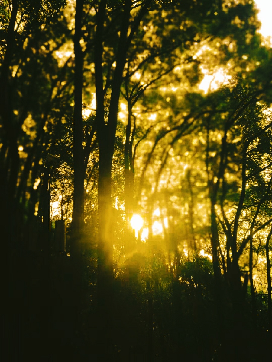 黄昏的落日与满天的晚霞落日的余晖透过斑驳的树林彼此相互映衬构成了
