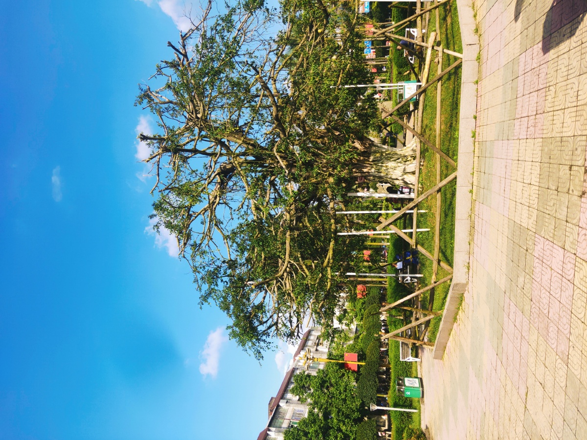 国家级卫生县城泸县花园干道风景美丽如画