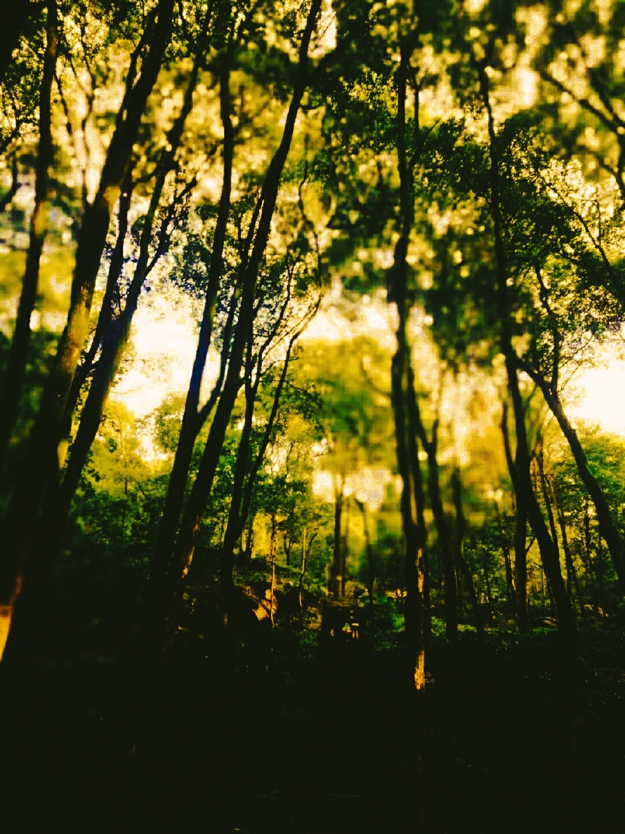 黄昏的落日与满天的晚霞落日的余晖透过斑驳的树林彼此相互映衬构成了