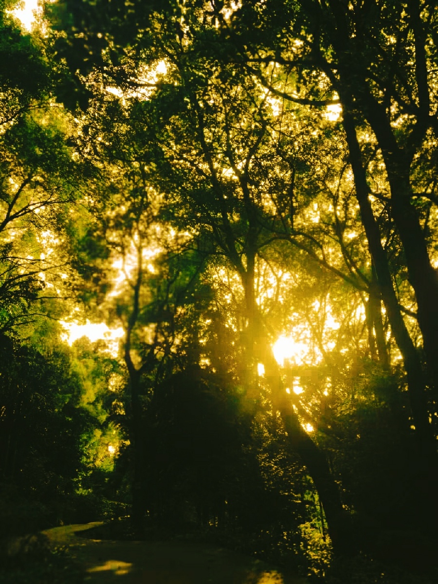 黄昏的落日与满天的晚霞落日的余晖透过斑驳的树林彼此相互映衬构成了