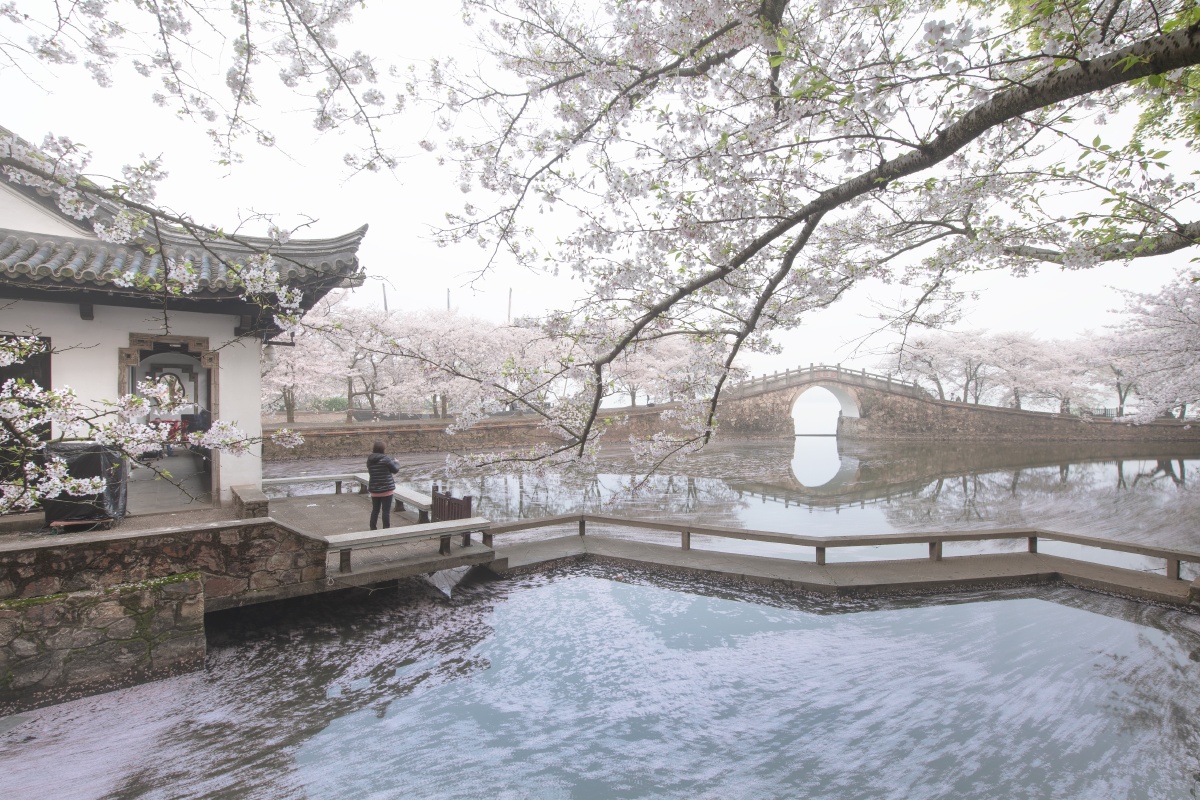 樱花季江苏无锡鼋头渚长春桥下的长春花漪