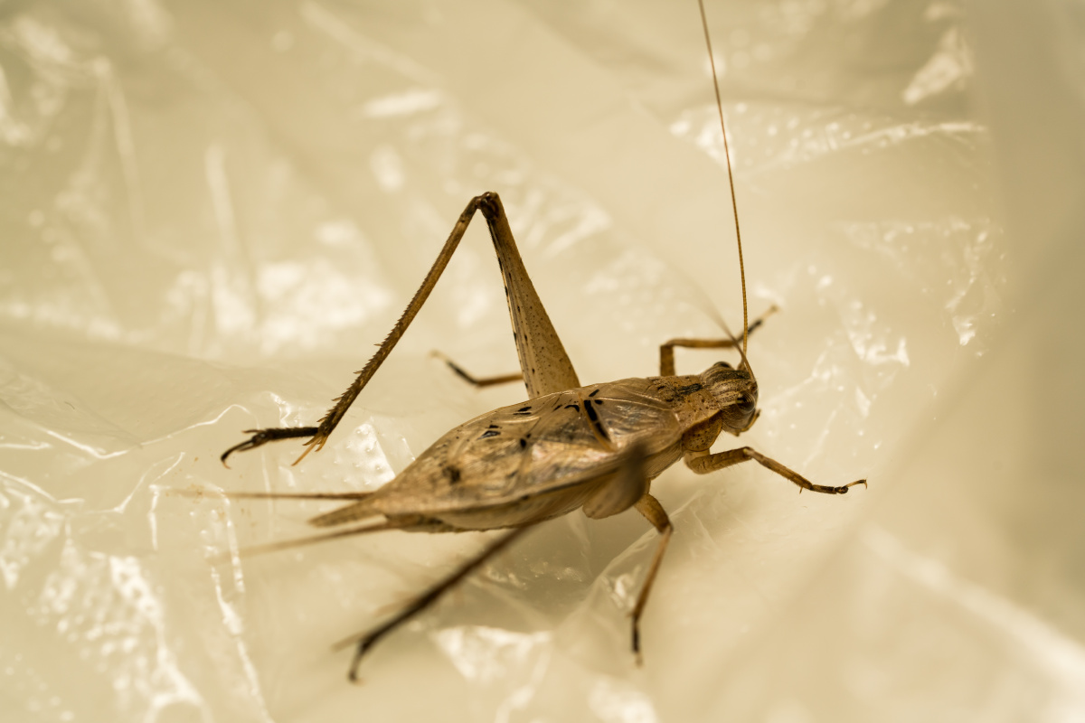 云斑金蟋 - 伏魔奇才 - 图虫