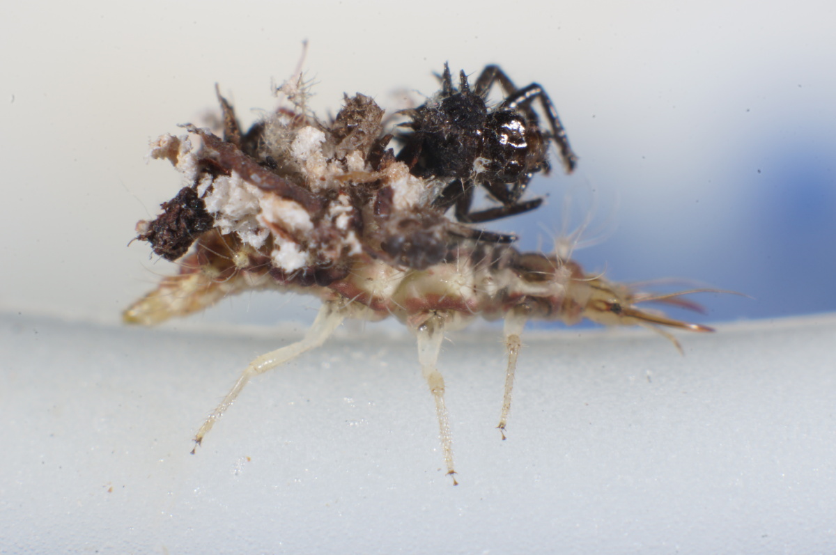 背着蜘蛛的蚜狮