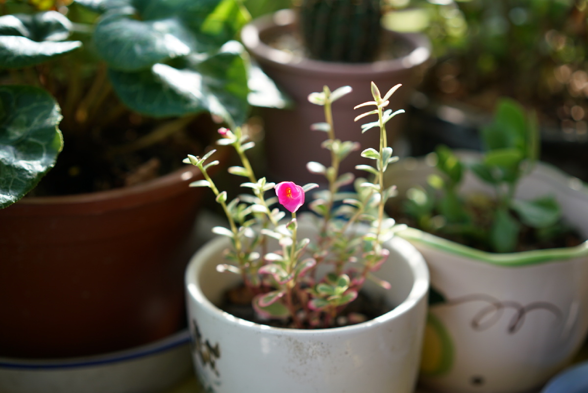 彩虹马齿苋 - 伏魔奇才 - 图虫