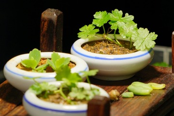 ORG_DSC05240