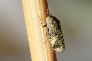 DSC07987_