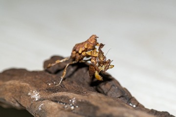A7C03182