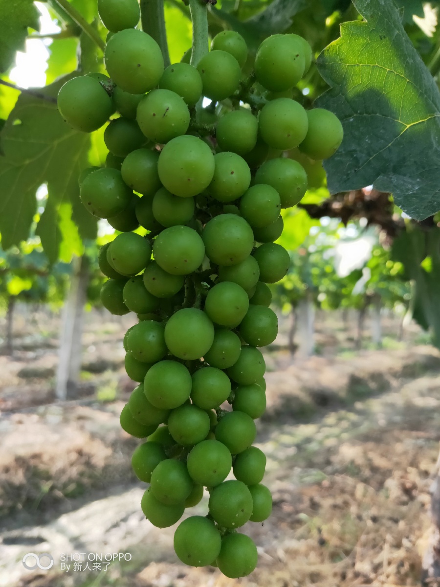 酸葡萄