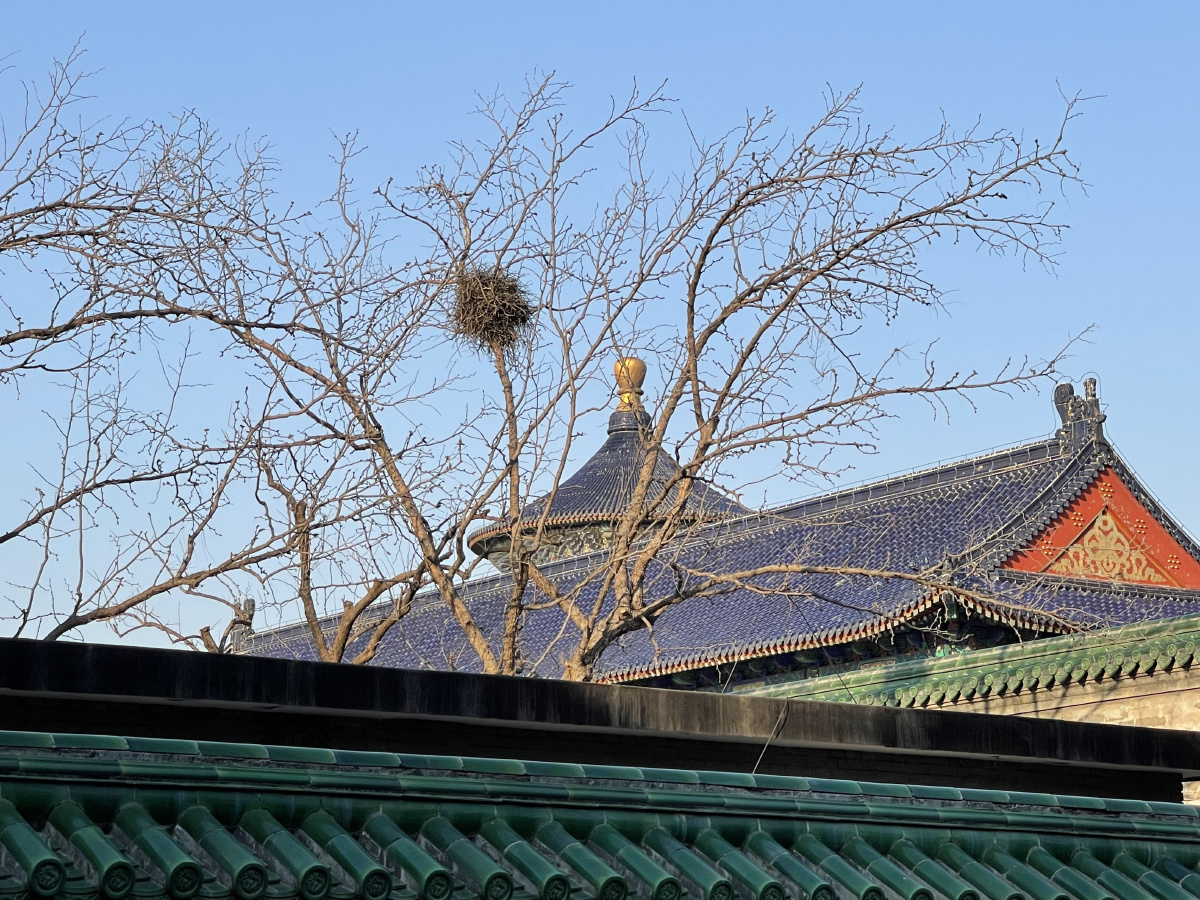 天坛公园的红砖绿瓦