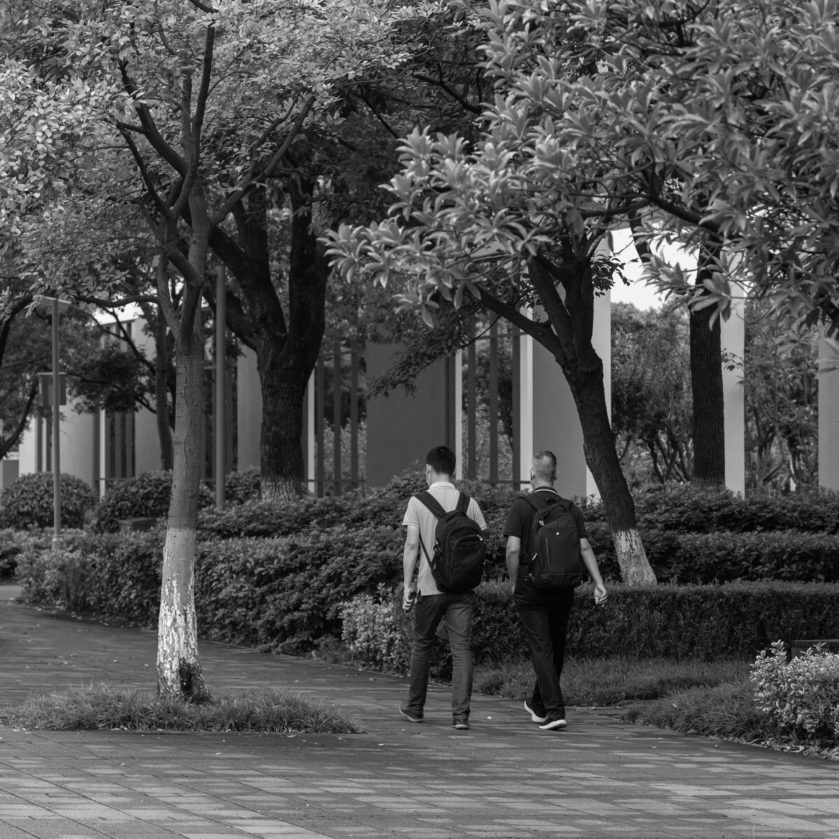 2021.08.13 苏州 新平街所摄。上班路上拍到的两个互相陪伴上班地同事。