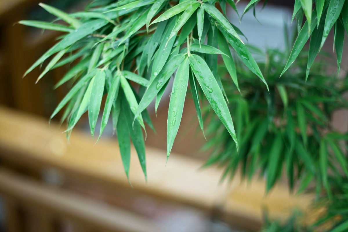 一组静物送你,希望你静心 - 大自然的精灵 - 图虫