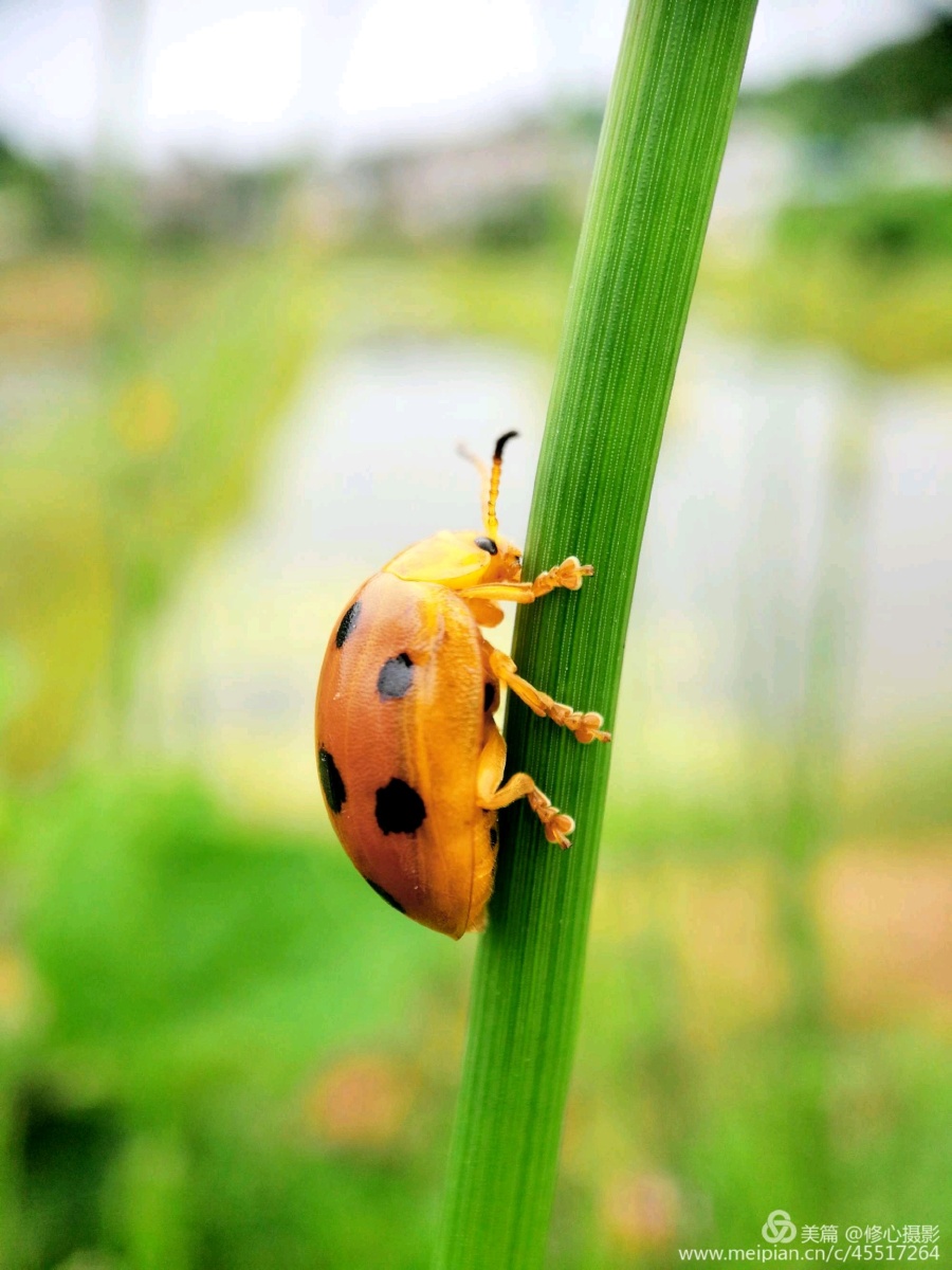 一组巨型瓢虫手机