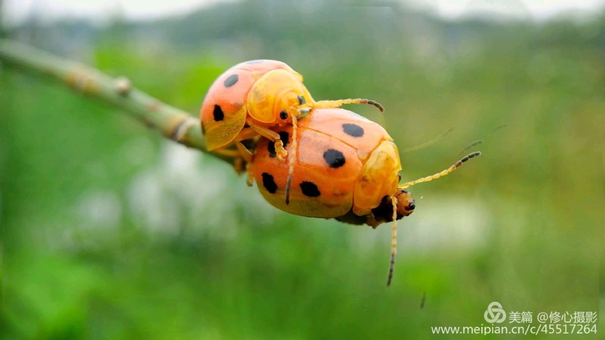 一组巨型瓢虫手机