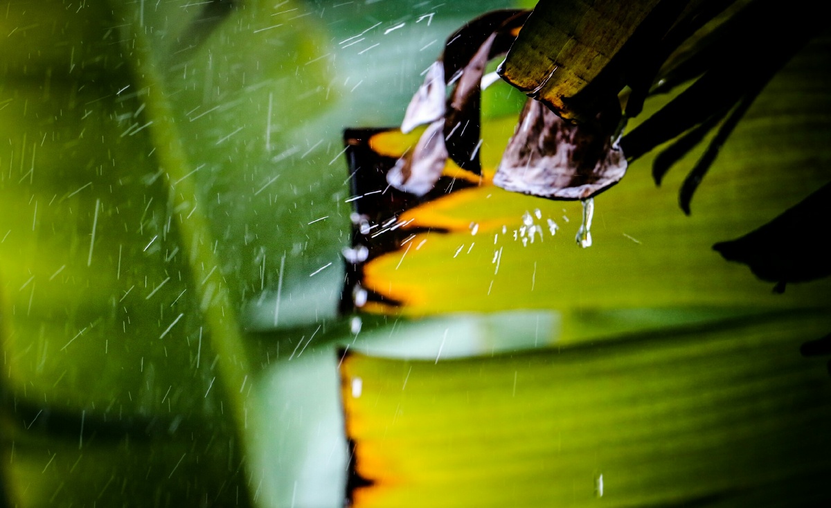 下雨天 - 大自然的精灵 - 图虫