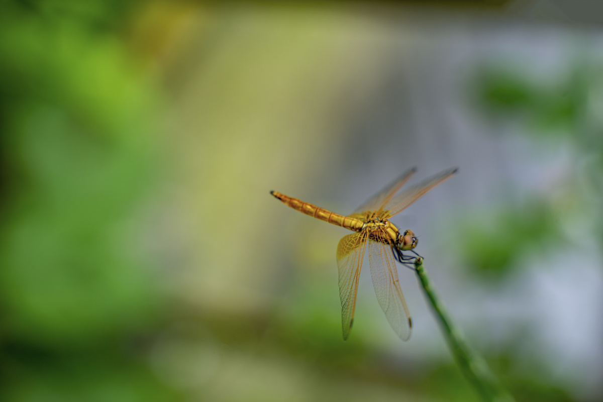 夏日蜻蜓