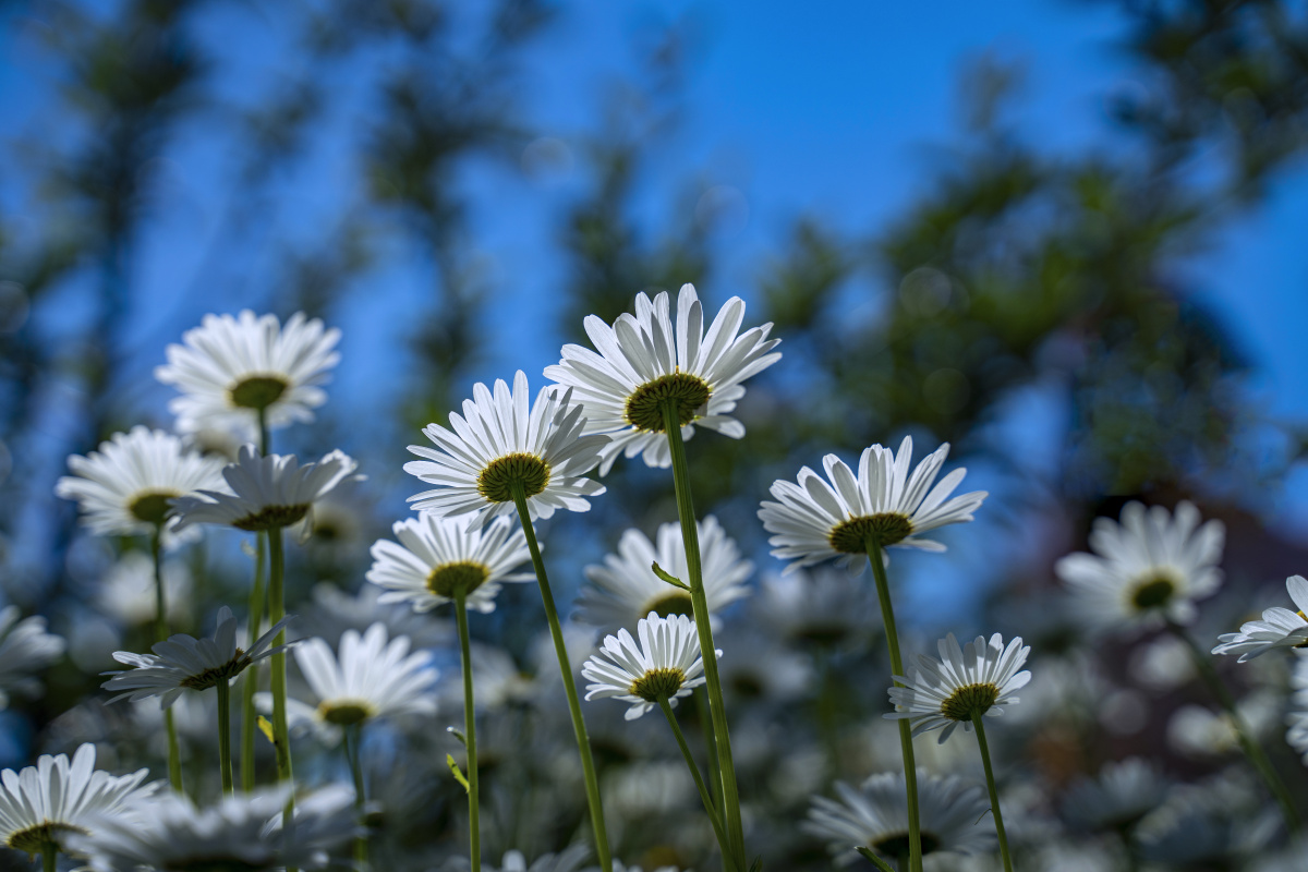 蓝天下的大滨菊