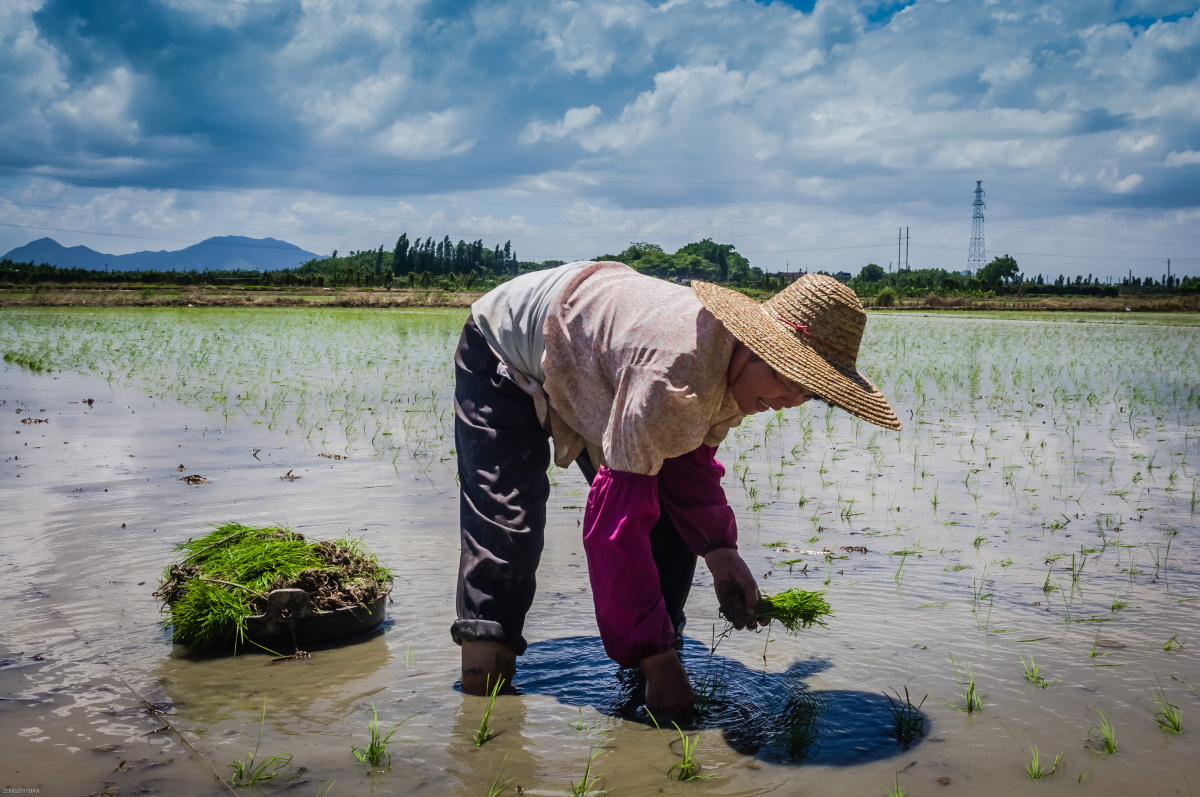 插秧- 幸福之路 - 图虫网 - 最好的摄影师都在这