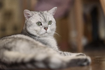 _DSC3680