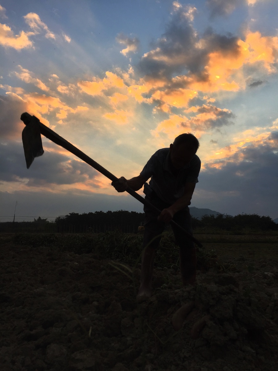 劳动人民最光荣.面朝黄土背朝天,是让人心酸的艰辛～ - 木木大宝