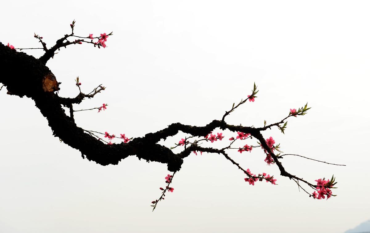 国画风鹰嘴桃花