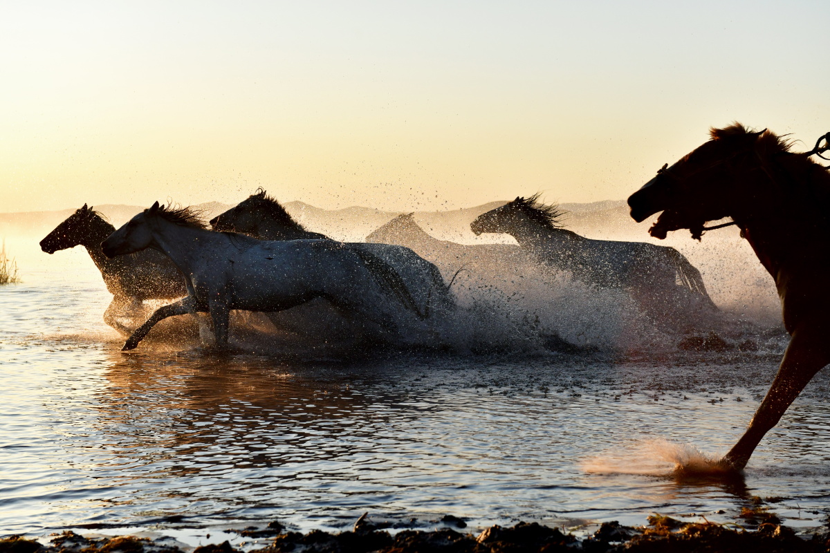 《乌兰布统-马踢水花》～演出地将军泡子,也是坝上草原众多奔马表演的