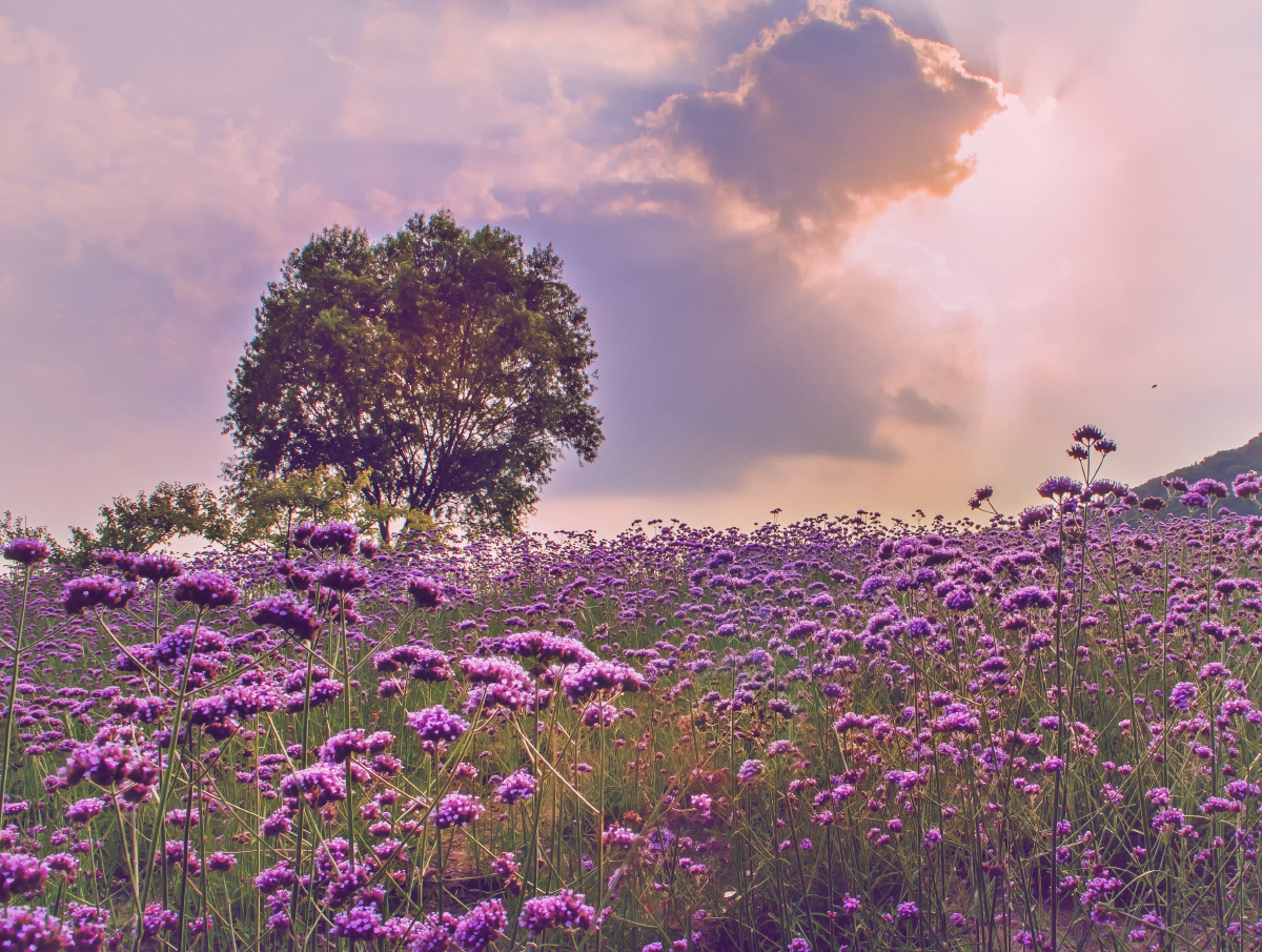 六月阳光下的马鞭草