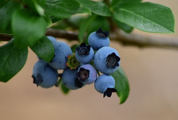 AAA_1589