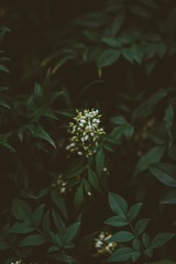 1000080525