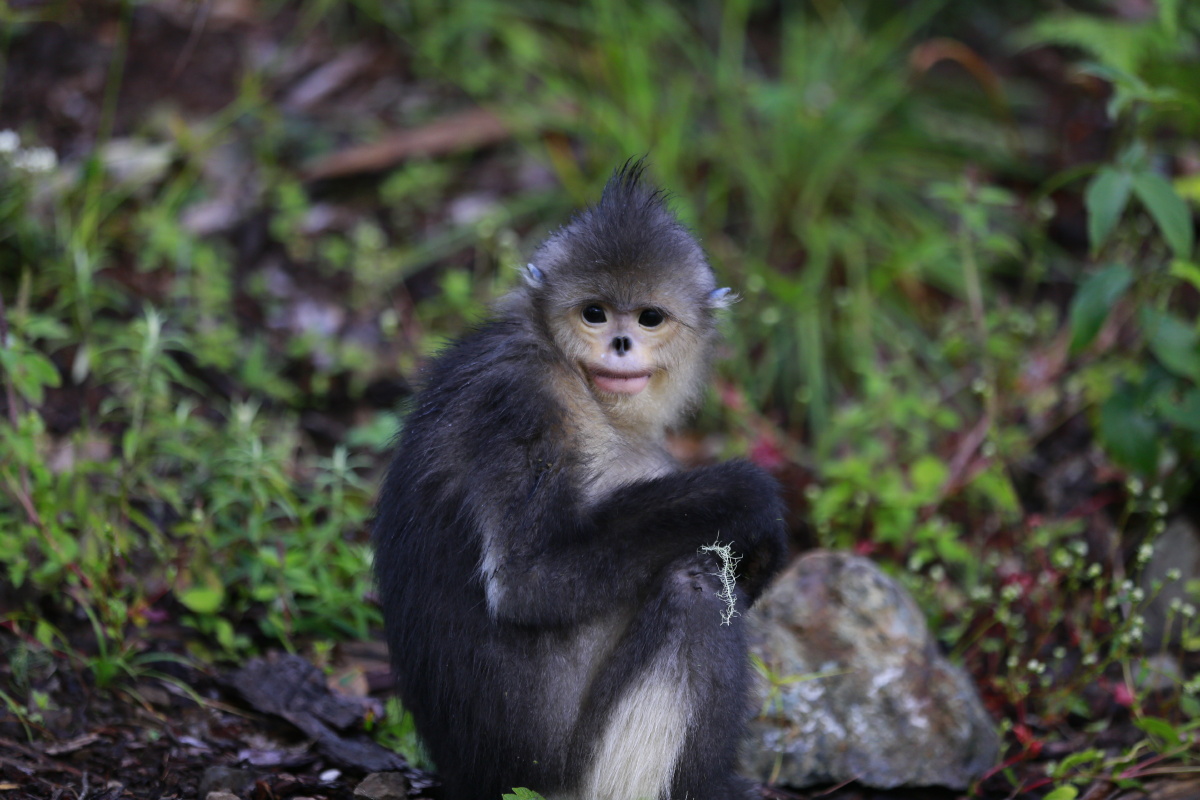 滇金丝猴拍摄于云南维西塔城滇金丝猴保护区
