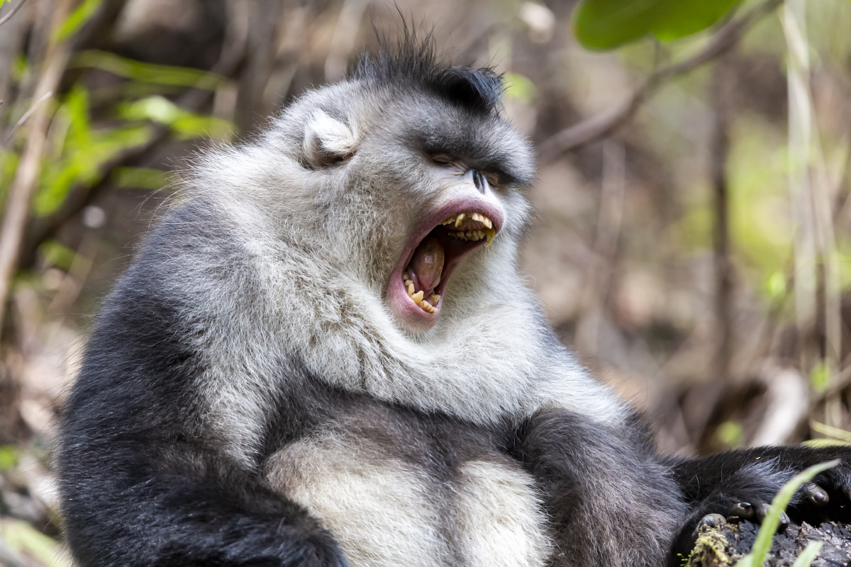 高山精灵滇金丝猴
