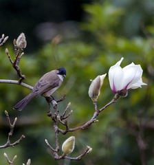 “_10A8059”为智能对象-1