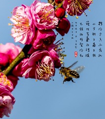 5袁晓虎 13099903208