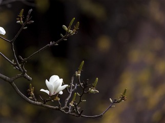 “_10A8049”为智能对象-1
